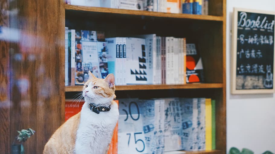 cat looking at side, book shelf, books, pet, feline, library HD wallpaper