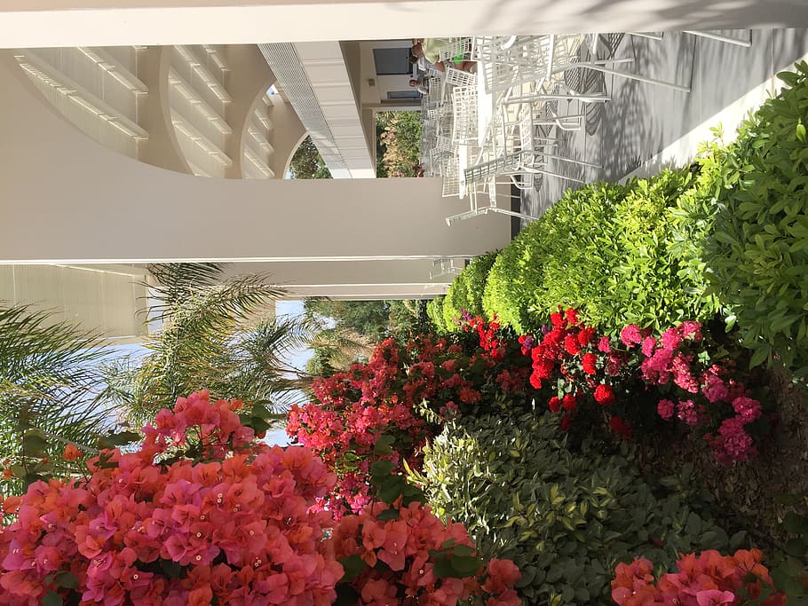 griekenland, egeo, plant, flower, flowering plant, growth, architecture HD wallpaper