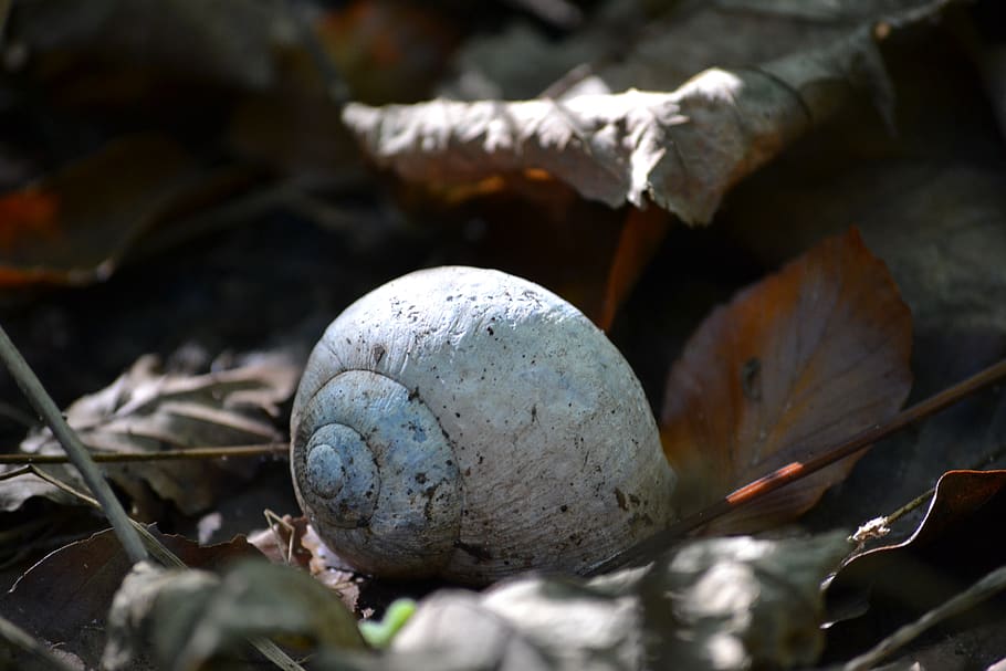 shell, autumn, forest, close up, leaves, nature, no people HD wallpaper