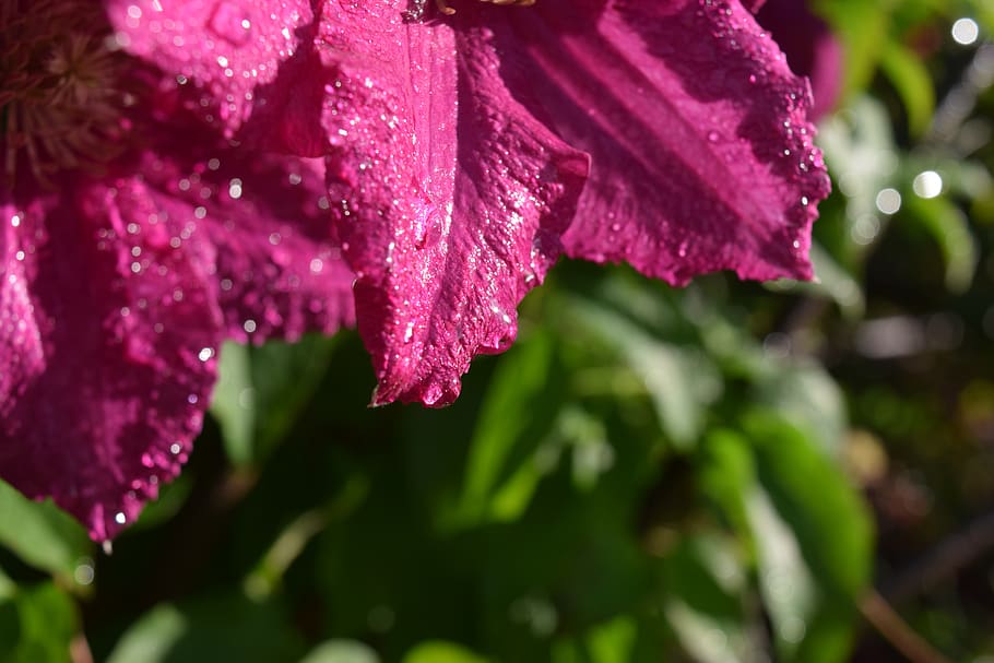 flower, rain, nature, flowering plant, close-up, beauty in nature HD wallpaper
