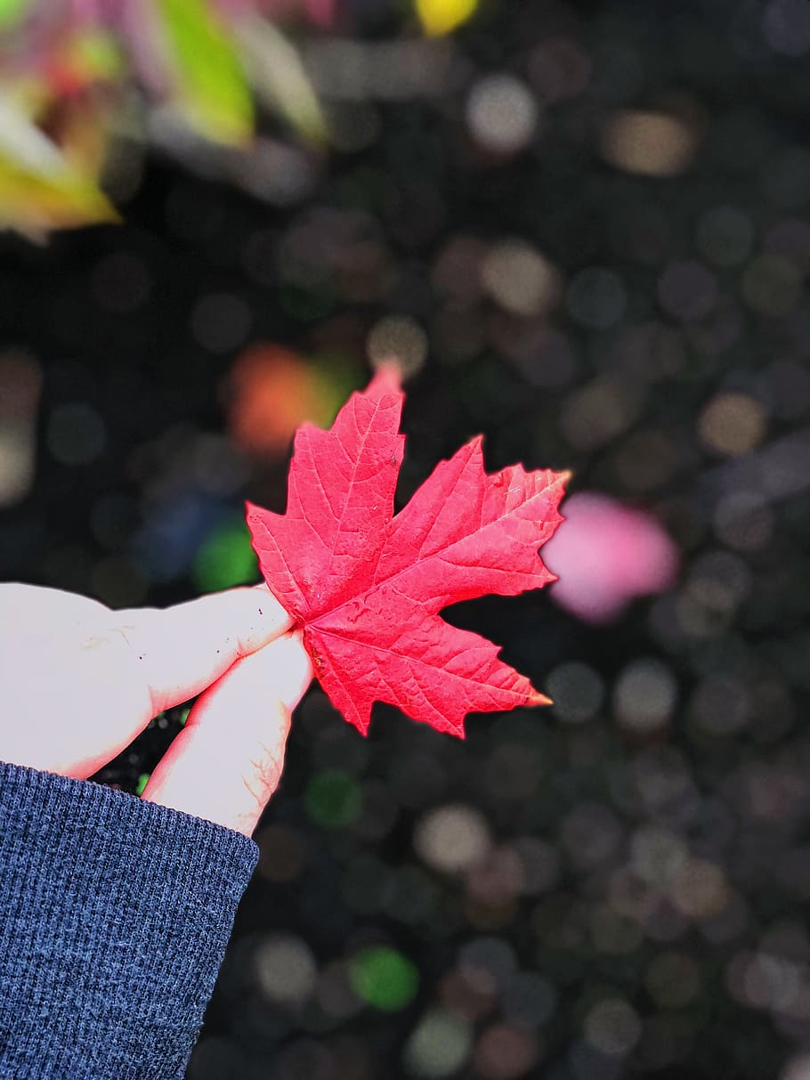 shape, line, pacific north west, red, landscape, beauty, pause HD wallpaper