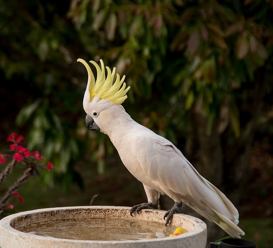 Cockatoo Cartoon Images – Browse 6,555 Stock Photos, Vectors, and Video |  Adobe Stock