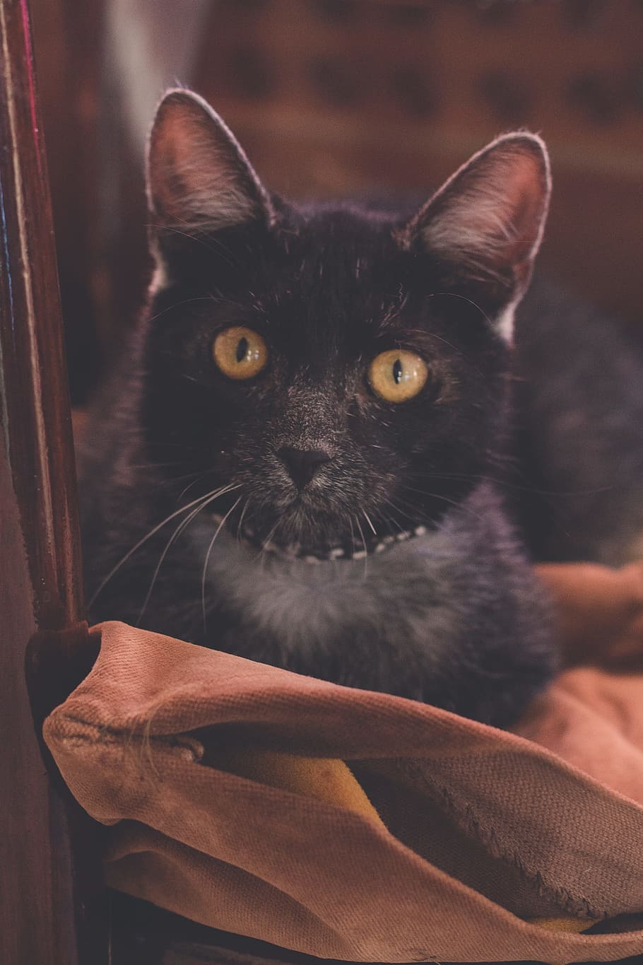 Black Cat on Brown Cloth, adorable, animal, animal photography