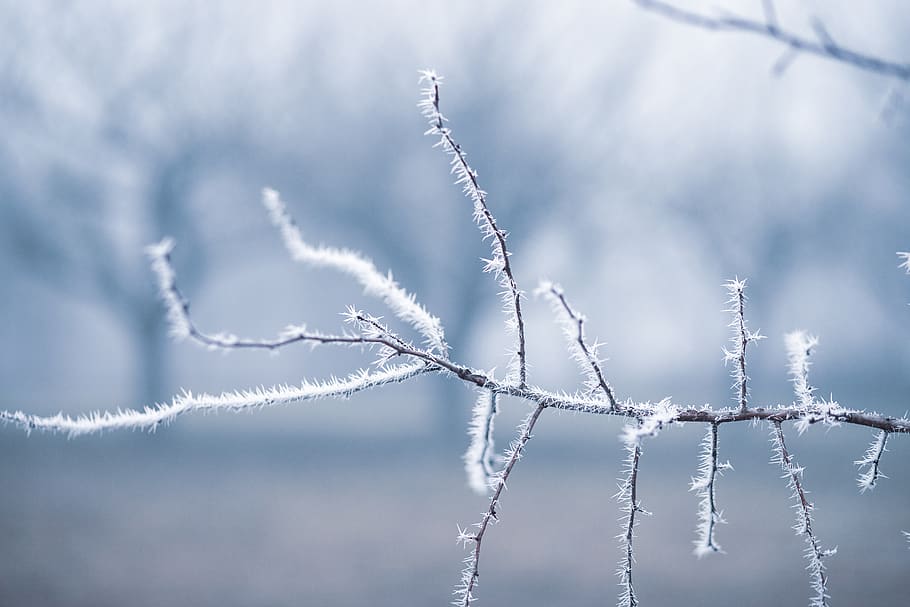 Cold frost. Обои на рабочий стол зима макро. Покрыто снегом синонимы. Ветренно, холодно и снежно. Trees covered with Frost.