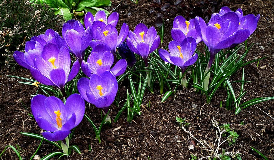 crocus, flowers, spring, purple, garden, nature, flourishing HD wallpaper