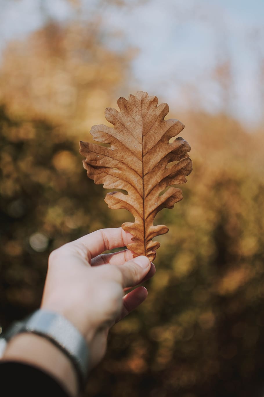 leaf, hand, keep, brown, autumn, nature, human hand, human body part HD wallpaper