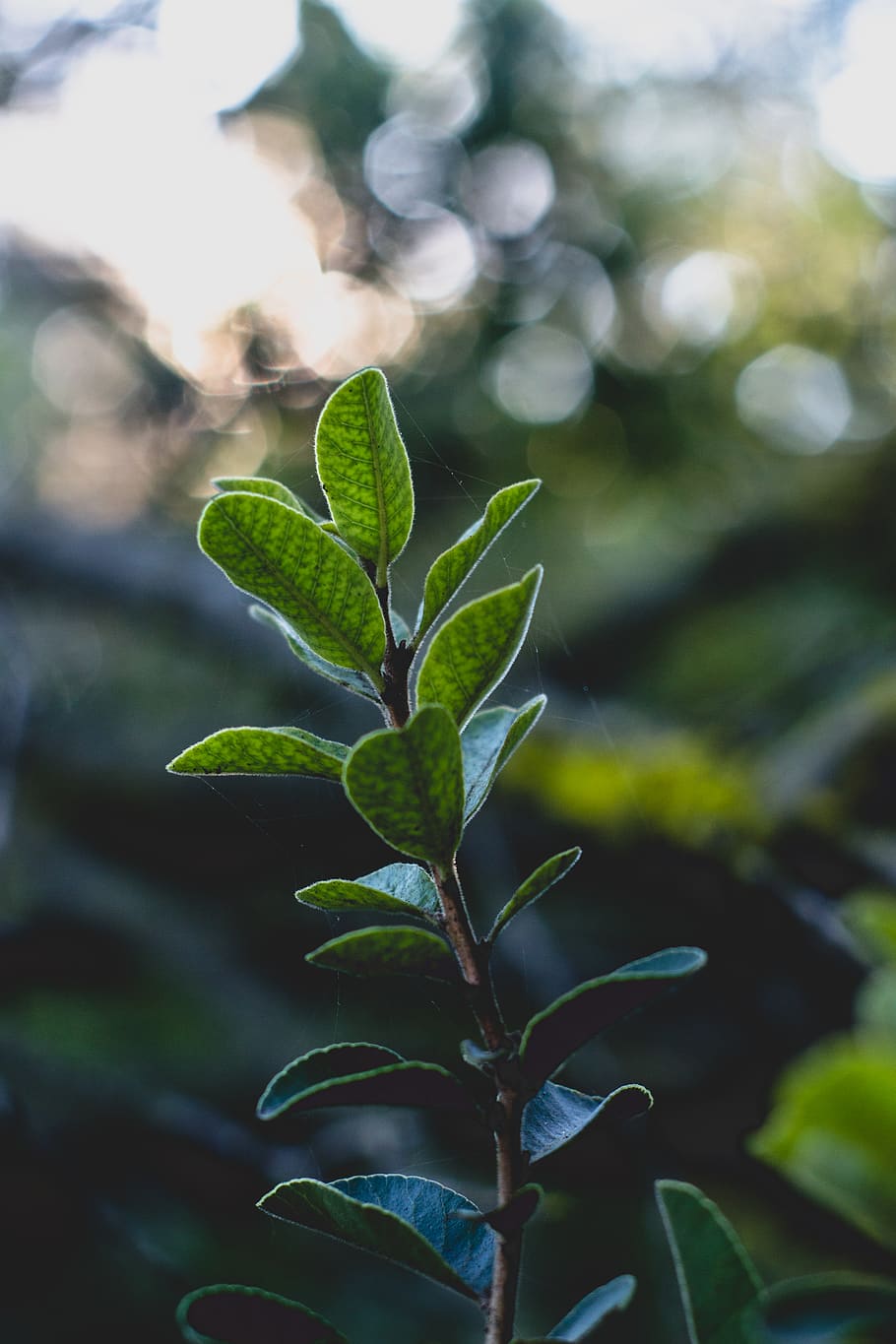 trees, forest, plant, leaf, green, nature, hill, travel, fresh HD wallpaper