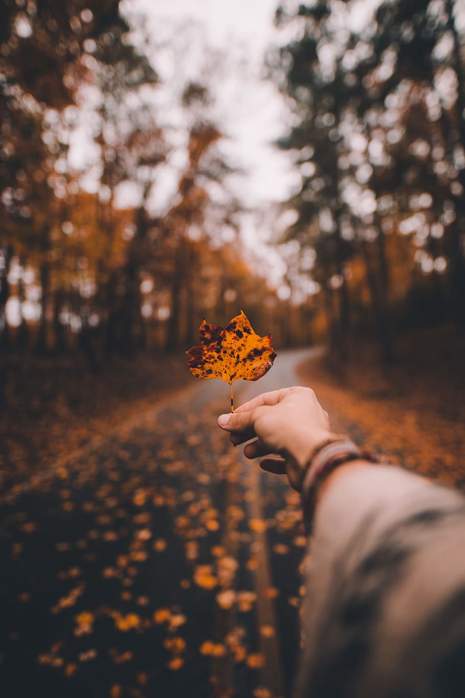 brown and black leaf during day, fall, mood, mountain, human hand HD wallpaper