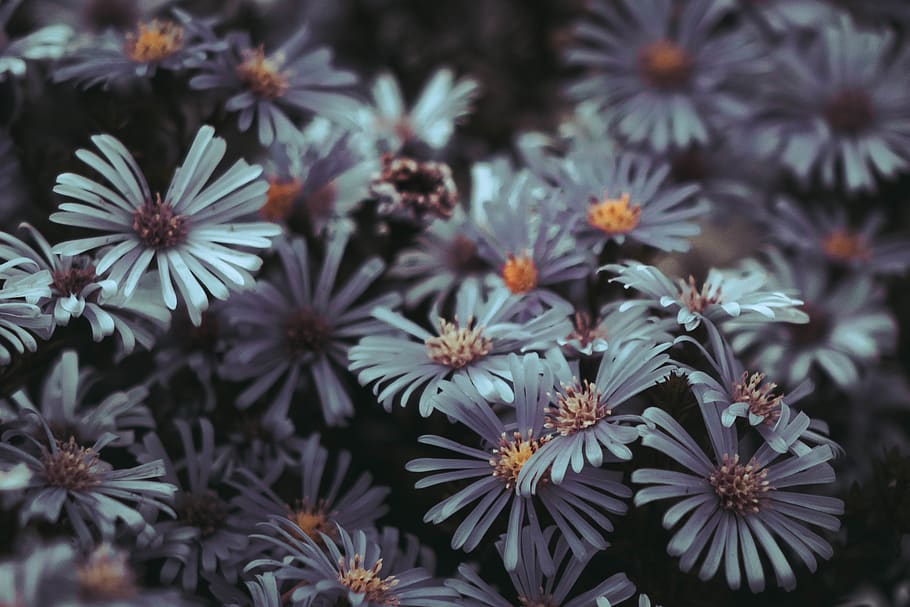 flower, flowering plant, beauty in nature, freshness, vulnerability HD wallpaper