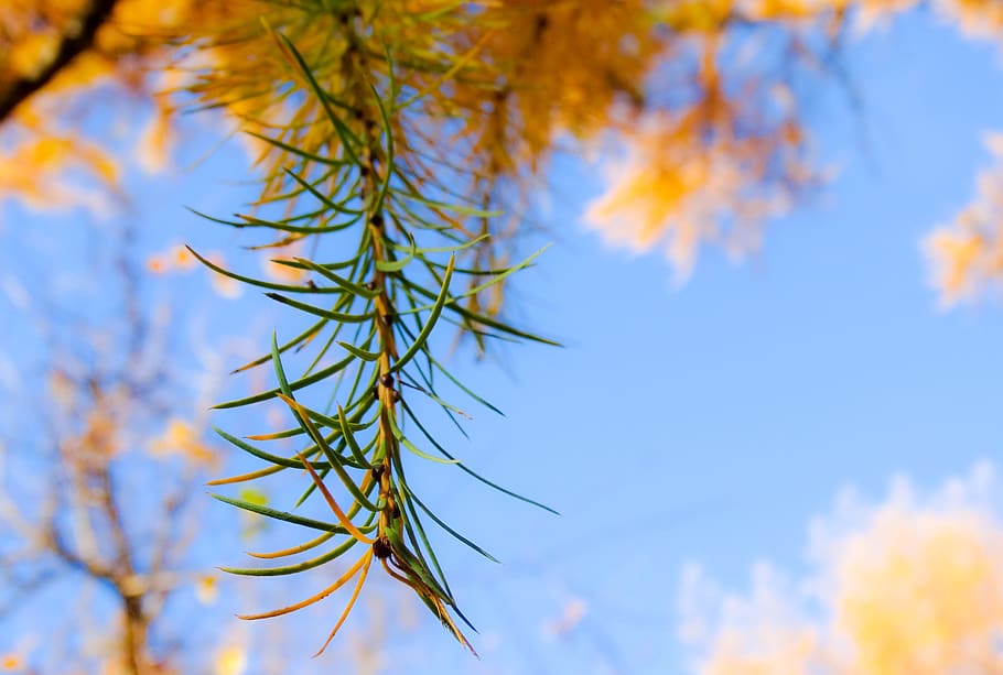 autumn, leaf, leaves, larch, needles, sun, sky, yellow, green clear HD wallpaper