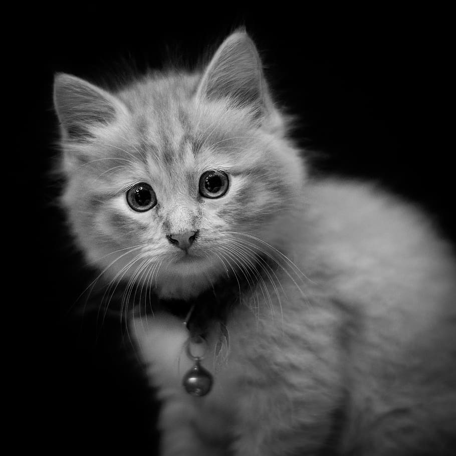 portrait, kitten, cat, pet, cute, animal, eyes, face, fur, feline HD wallpaper