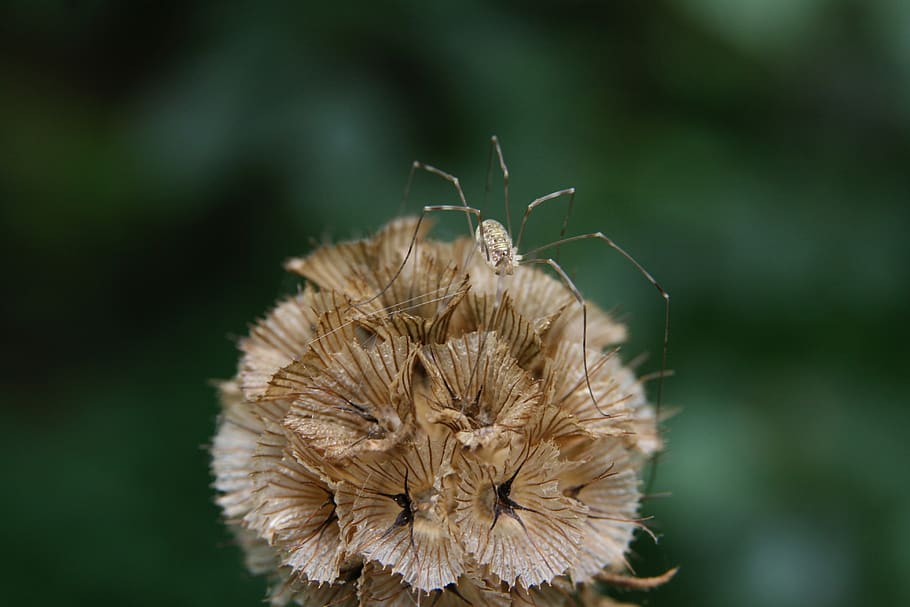 insect, spider, weber servant, dry, trockenblume, invertebrate HD wallpaper