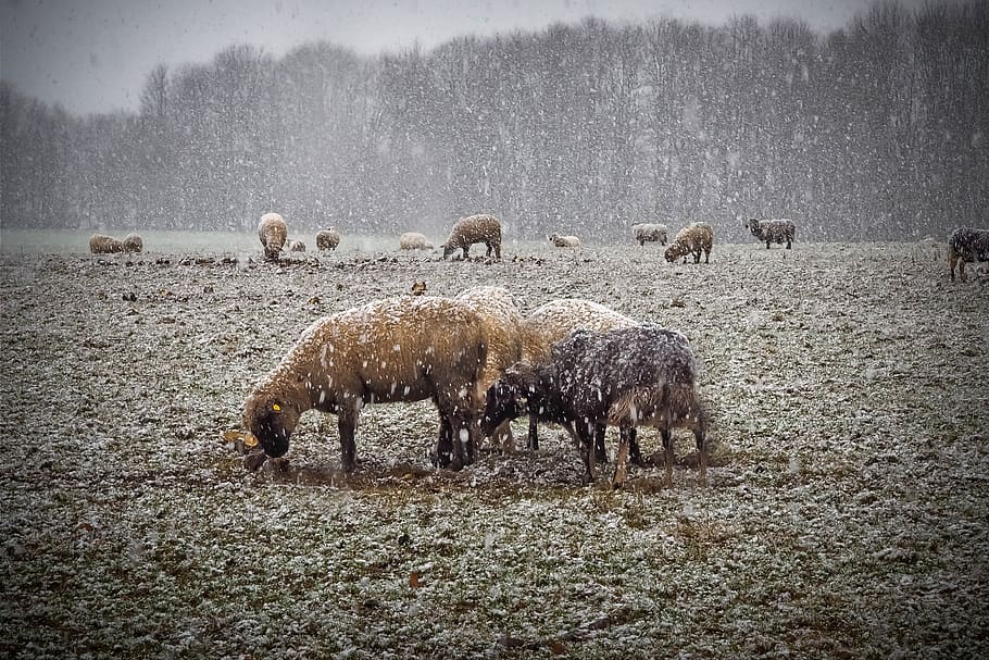 nature, snow, landscape, winter, cold, sheep, flock of sheep HD wallpaper