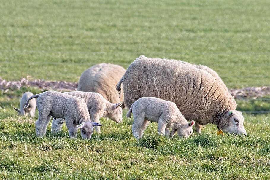 sheep, lamb, lambs, farm, wool, cattle, animals, herd, countryside HD wallpaper