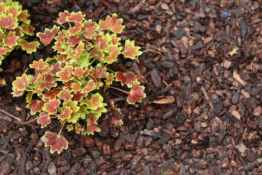 plant, leaf, ground, tree, flower, blossom, jar, potted plant HD wallpaper