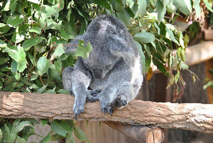 brisbane, zoo, koala, animal themes, animals in the wild, mammal HD wallpaper