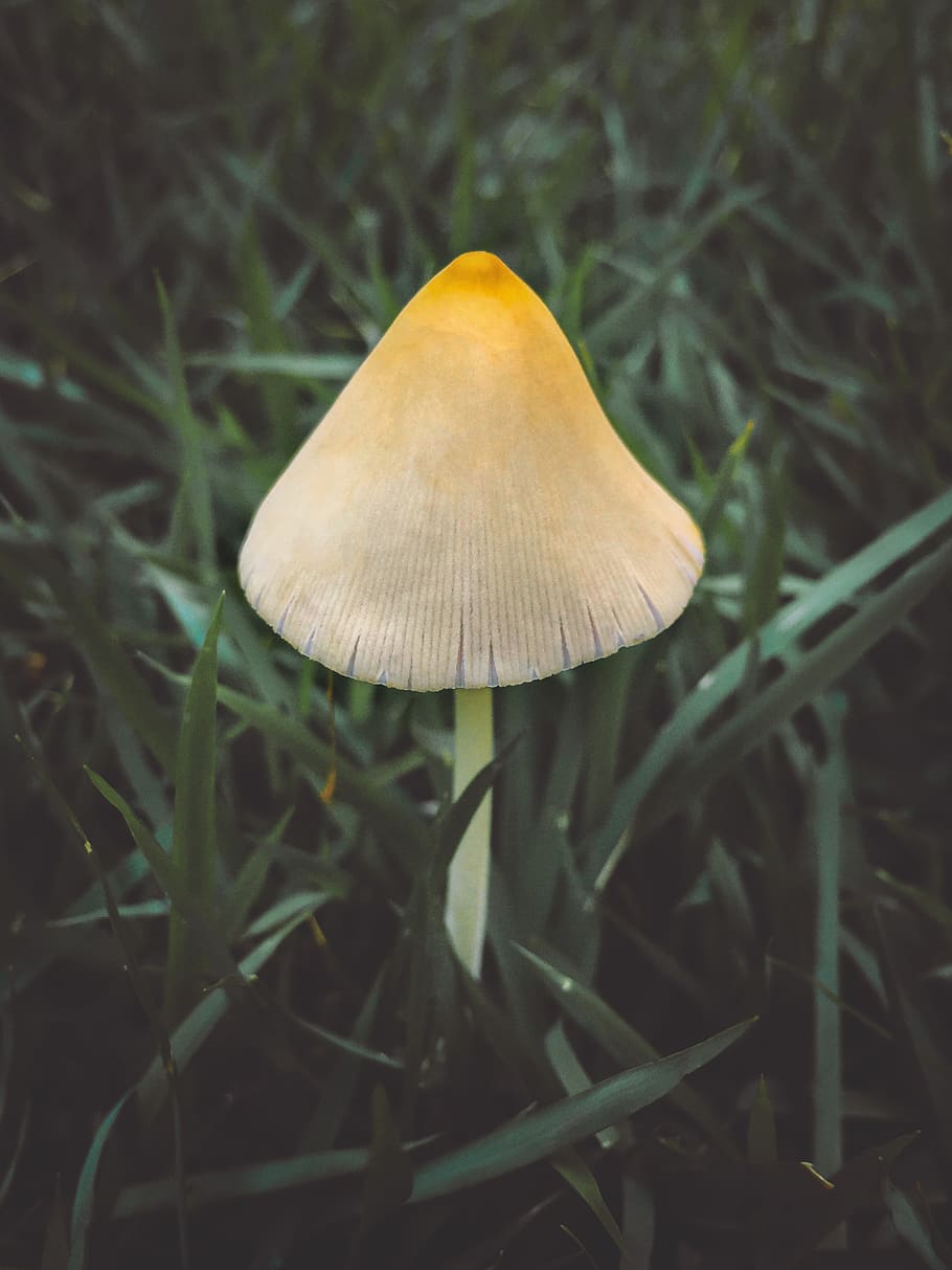 mushroom, grass, garden, plant, growth, fungus, land, toadstool HD wallpaper