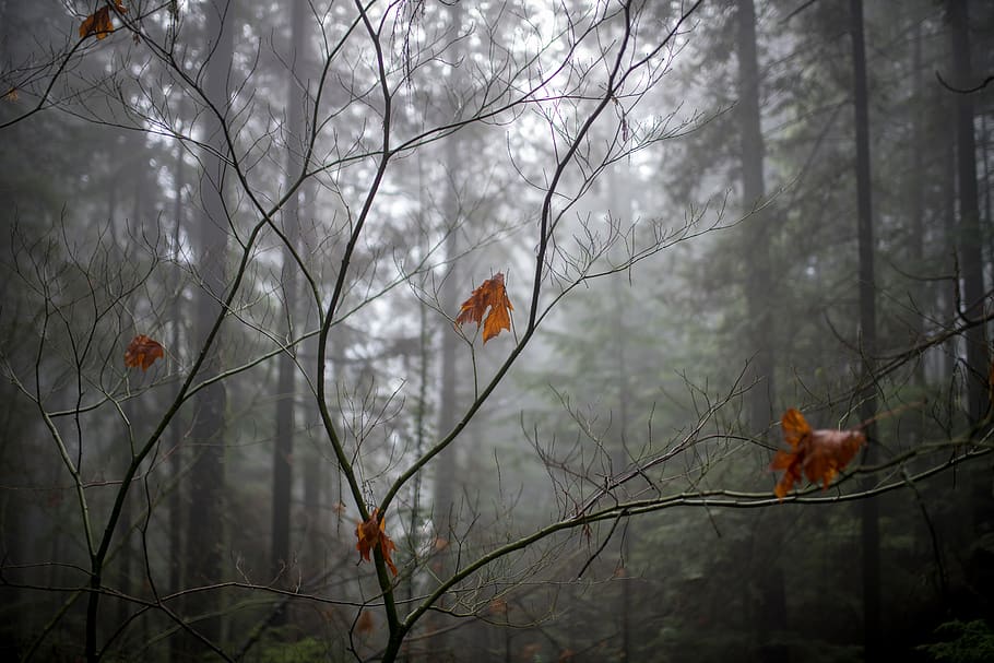 trees, winter, leaf, fog, plant, branch, nature, focus on foreground HD wallpaper