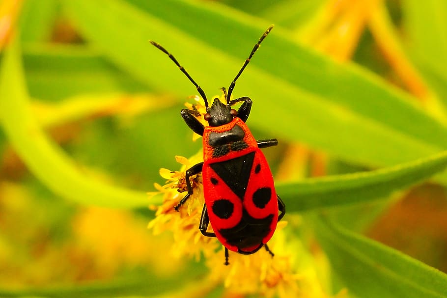 smith wingless, insect, pluskwiak, animals, nature, at the court of HD wallpaper