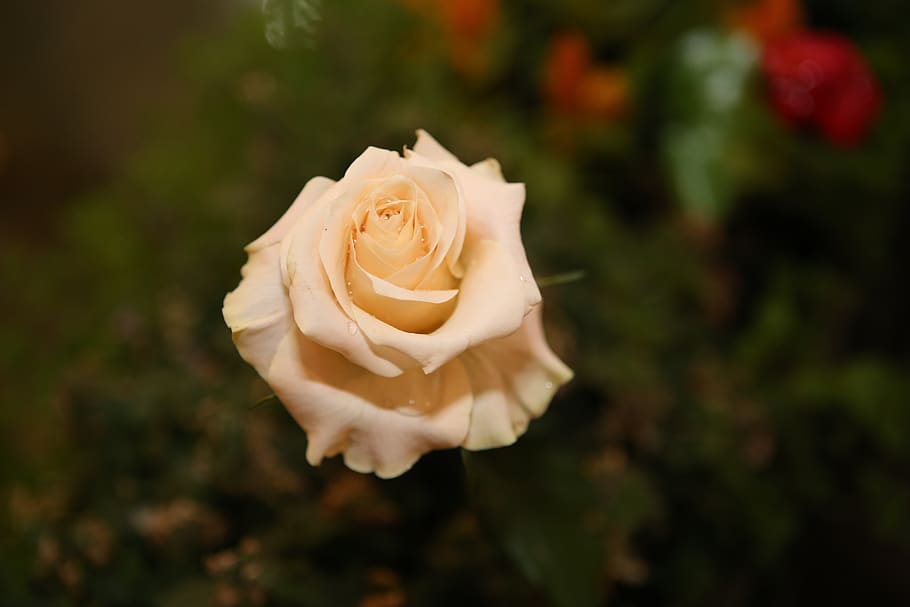 rose, indoor, photo, love, thorn, okay, flower, plant, flowering plant HD wallpaper
