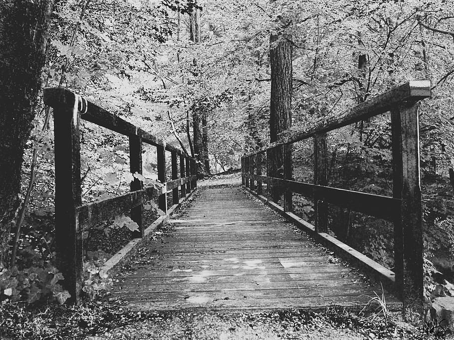 direction, the way forward, tree, built structure, architecture HD wallpaper