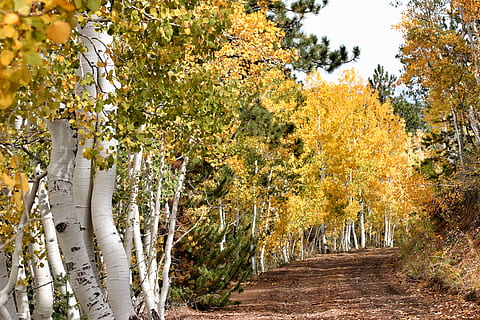 forest field, plant, birch, tree, flora, united states, panguitch lake HD wallpaper