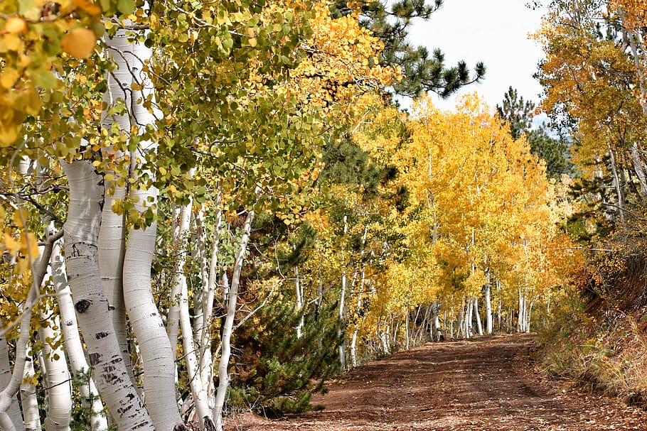 forest field, plant, birch, tree, flora, united states, panguitch lake HD wallpaper