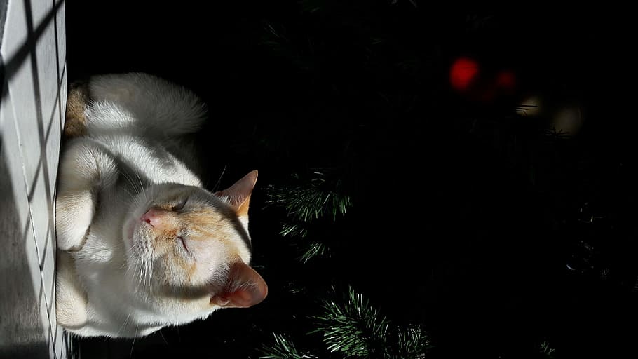 cat, animal, tree, sleep, white, blanc, domestic, animal themes HD wallpaper