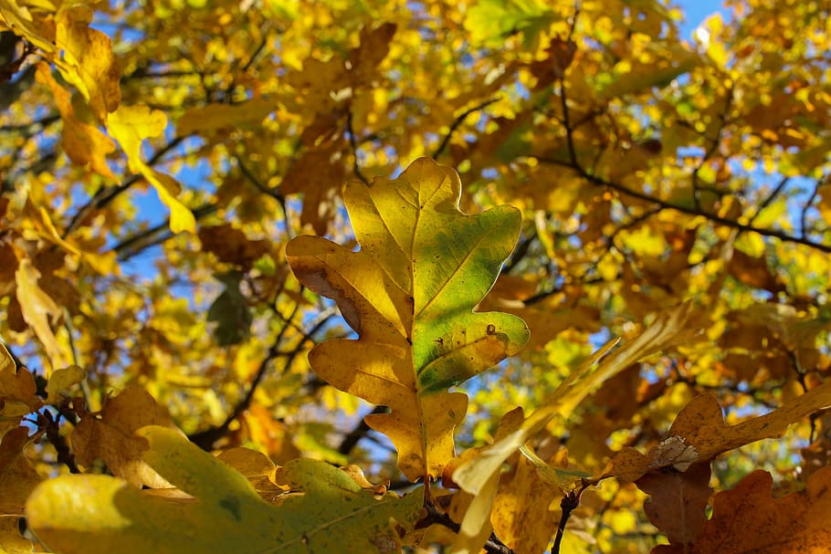tree, leaf, yellow, gold, color, colorful, autumn, sun, season HD wallpaper