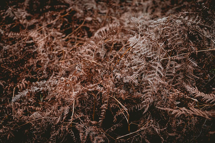 dry plants, grass, food, vegetable, grain, produce, ground, seed HD wallpaper