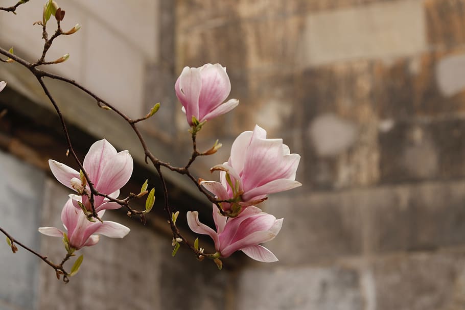 magnolia, bloom, spring, tree, nature, flowers, bud, pink, white, HD wallpaper