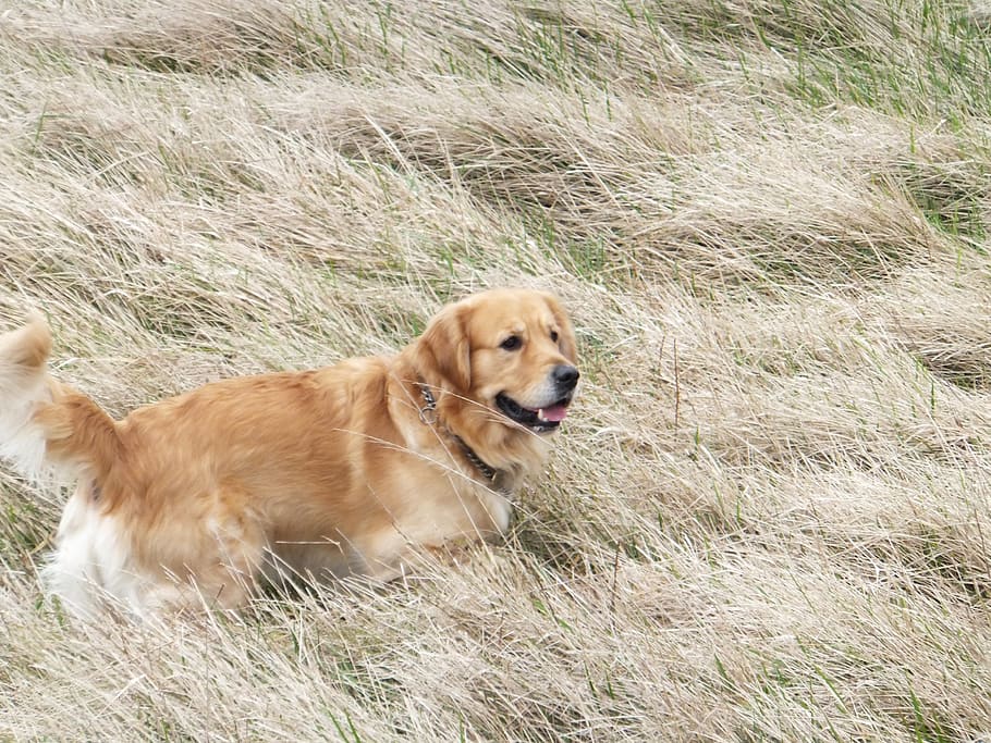 united kingdom, dorset, dog, canine, one animal, domestic, pets HD wallpaper