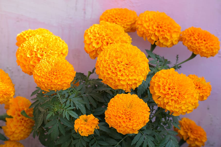 flowers, marigold, nature, plant, bloom, calendula, garden, HD wallpaper