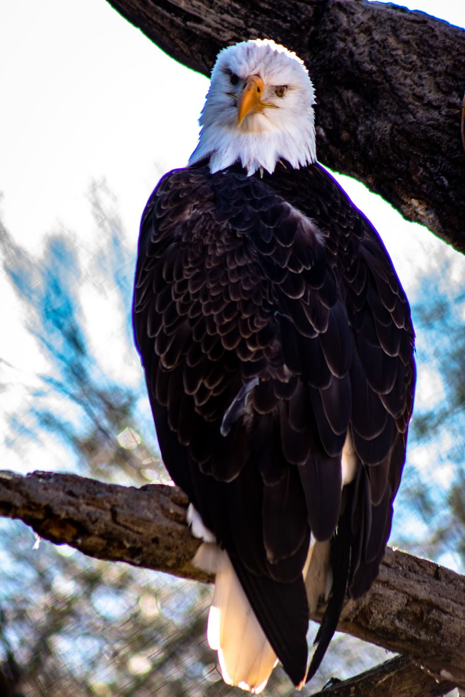 eagle, bird, animal, bald eagle, memphis zoo, usa, memphis, tn HD wallpaper