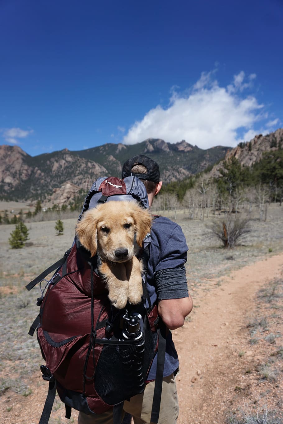 Man Carrying Red and Black Backpack With Yellow Labrador Retriever Puppy HD wallpaper