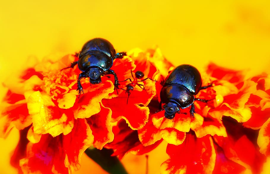 two black bugs on orange flowers, animal, dung beetle, invertebrate HD wallpaper