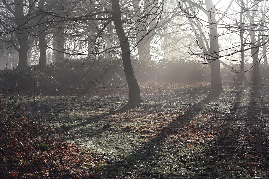 england, warwick, priory park, tree, plant, tranquility, forest HD wallpaper