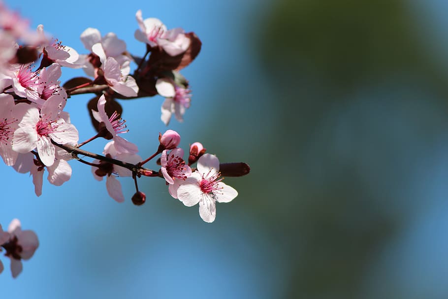 cherry, blossom, tree, pink, spring, flowers, branch, blooming HD wallpaper