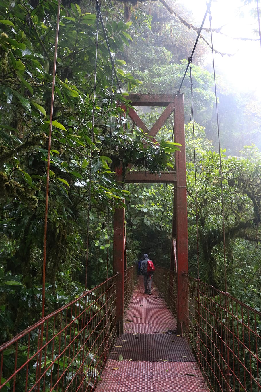 costa rica, monteverde, bridge, forest, tree, rain, plant, rear view, HD wallpaper