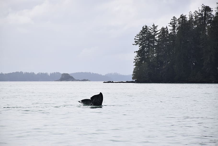canada, ucluelet, vancouver, vancouver island, whale, whales, HD wallpaper