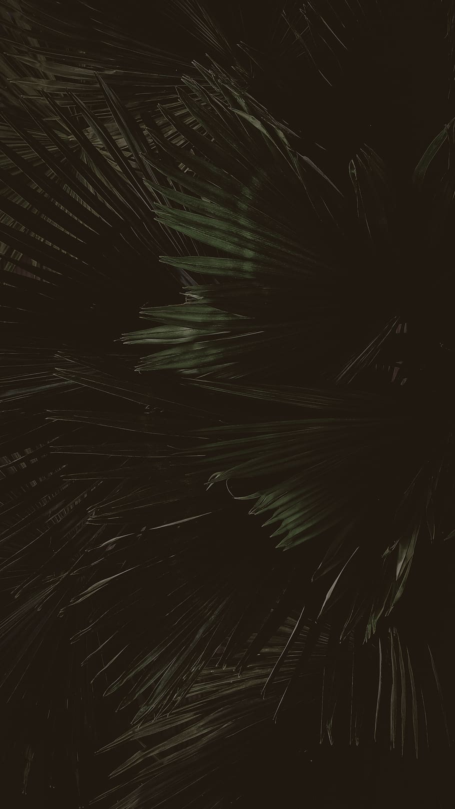 green fan palm tree, nature, outdoors, lighting, night, flare HD wallpaper