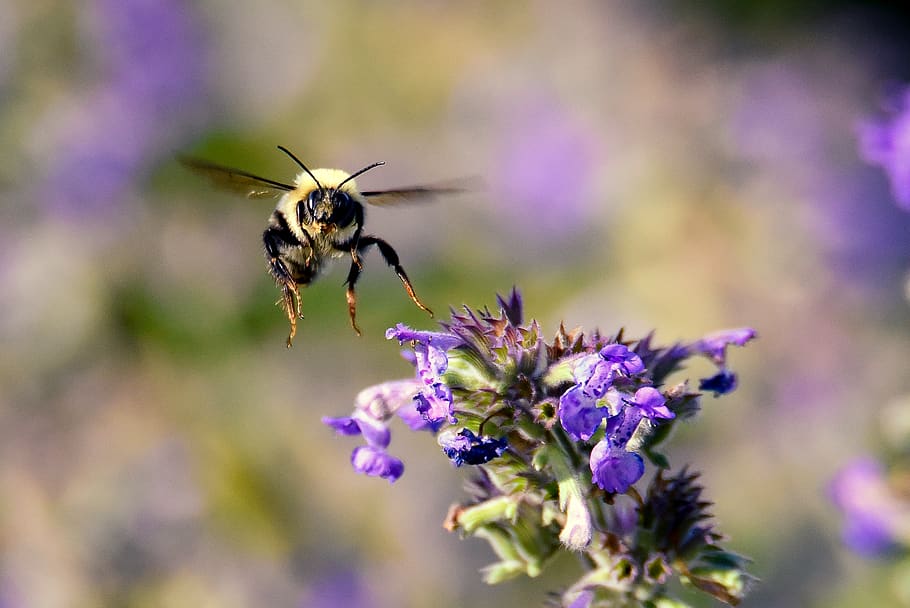 bee, buzz, flight, wings, flower, animal themes, invertebrate HD wallpaper