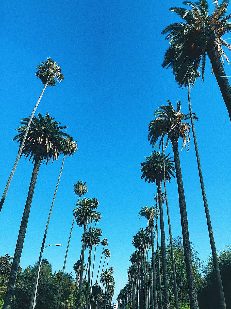 100 Beverly Hills Pictures HD  Download Free Images on Unsplash