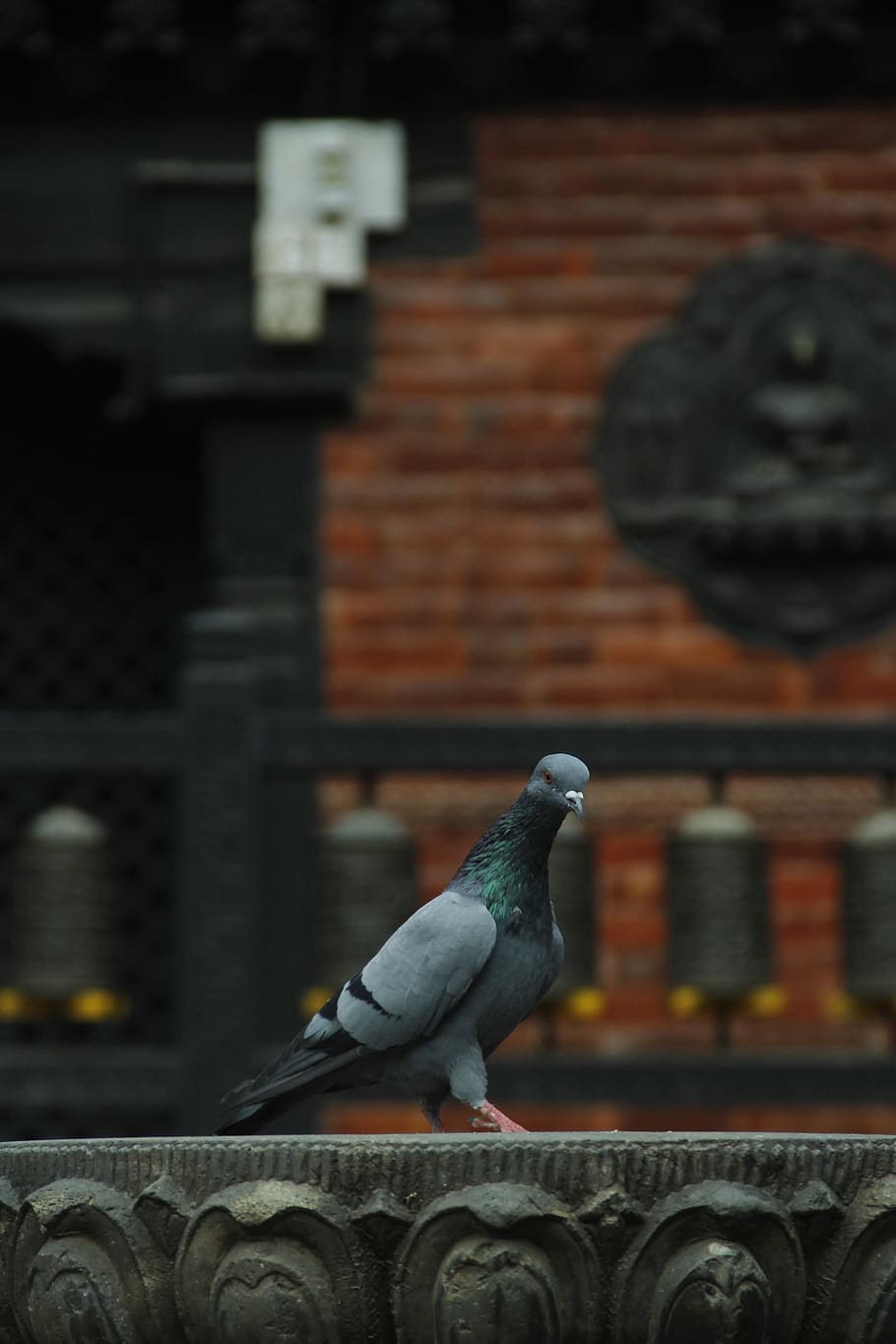 Gray and Black Pigeon on Gray Concrete Surface, architecture HD wallpaper