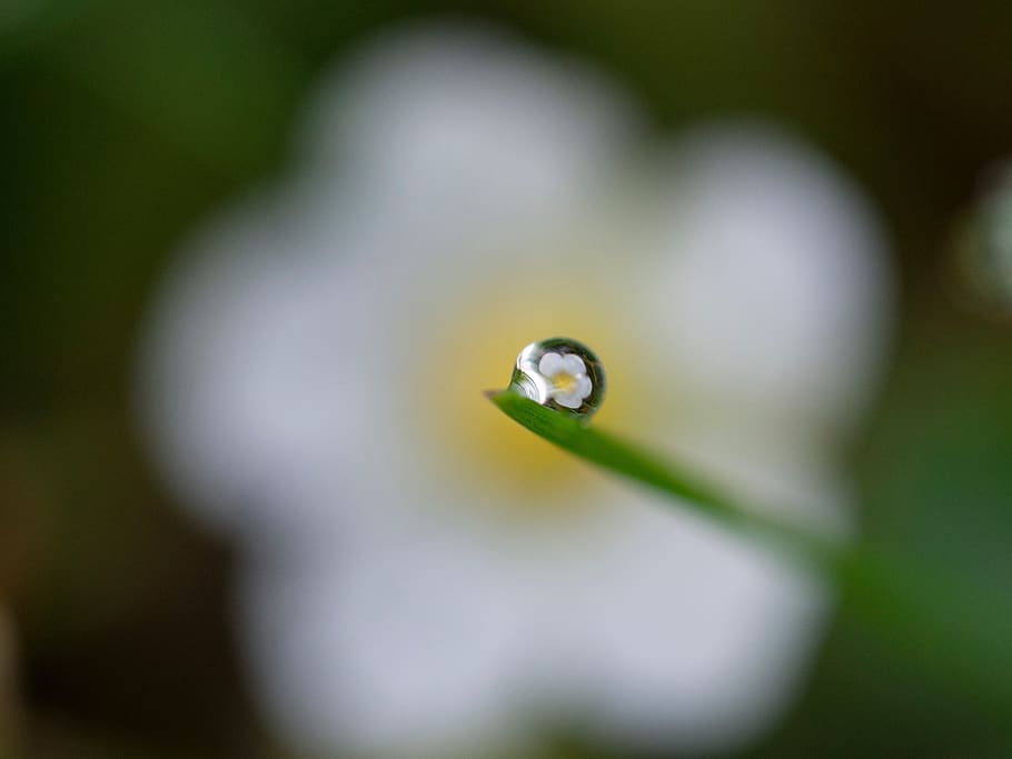 flower, blur, water, drops, outdoor, nature, plant, close-up HD wallpaper