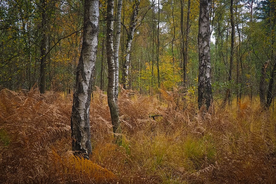 forest, birch, nature, landscape, trees, autumn, season, leaves HD wallpaper