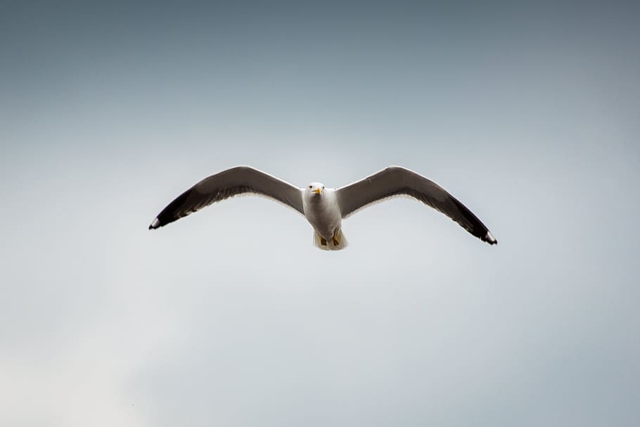Low Angle Photography of Seagull Flying, bird, flight, wings HD wallpaper