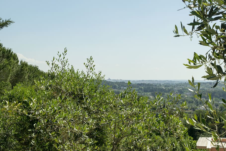 tree, nature, view, wallpaper, summer, italy, elia clerici HD wallpaper