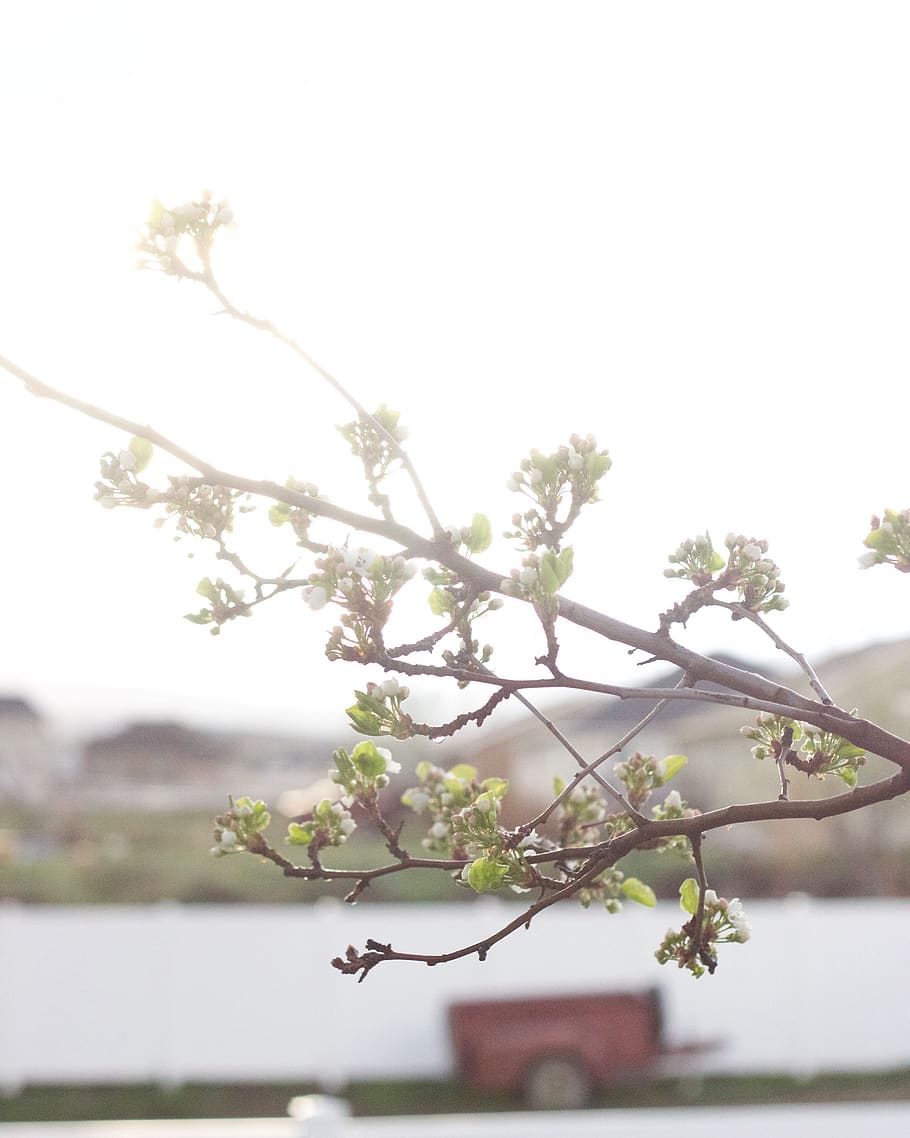 nature, buds, sunrise, trees, spring, plant, flowering plant HD wallpaper