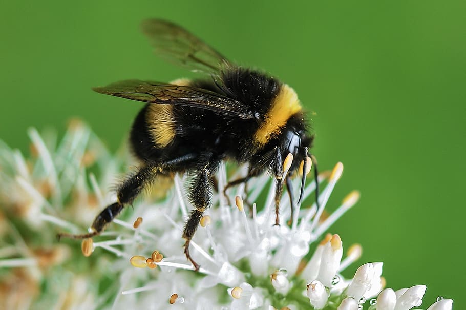 bumble bee, insect, flowering plant, animal themes, invertebrate HD wallpaper